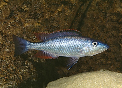 Dimidiochromis dimidiatus 'Senga Bay'
